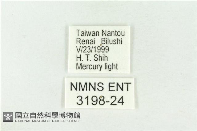 棍棒污燈蛾藏品圖，第3張