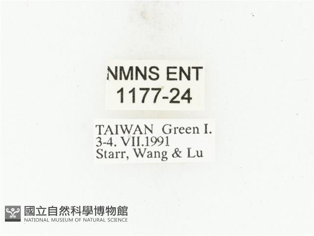 藍艷白點花金龜藏品圖，第2張