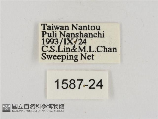 淡褐脈粉蝶藏品圖，第3張