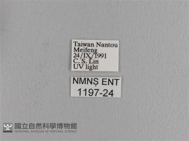 波紋枯葉蛾藏品圖，第3張