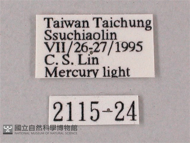 榆綠天蛾藏品圖，第3張