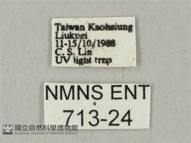 白點天蛾 藏品圖，第3張