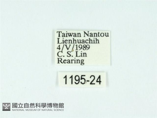 黃肩奇蛾藏品圖，第3張