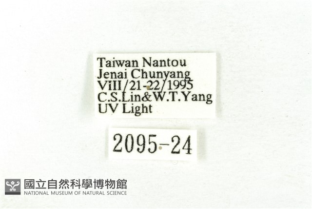 樹形尺蛾藏品圖，第3張