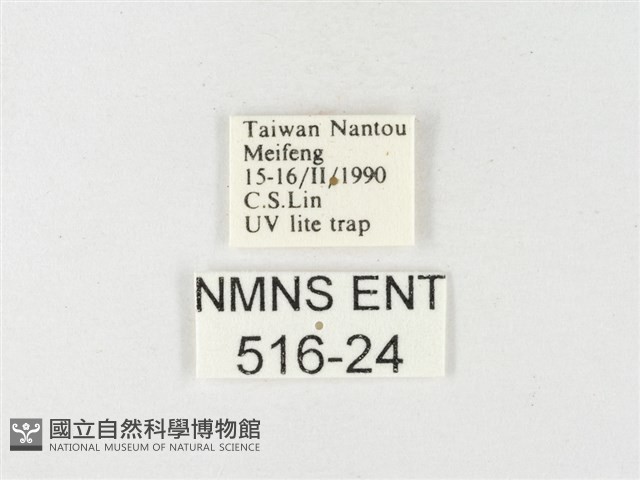 紋黃粉蝶藏品圖，第3張