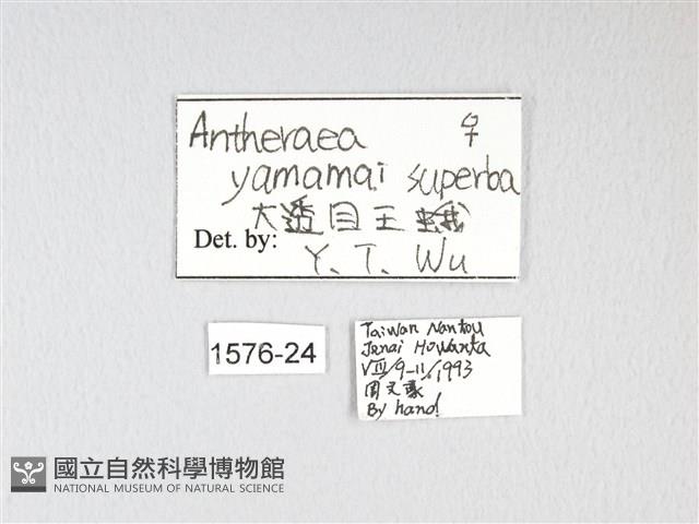 大透目天蠶蛾藏品圖，第3張