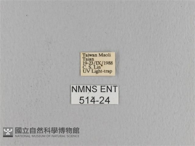 松大毛蟲藏品圖，第3張