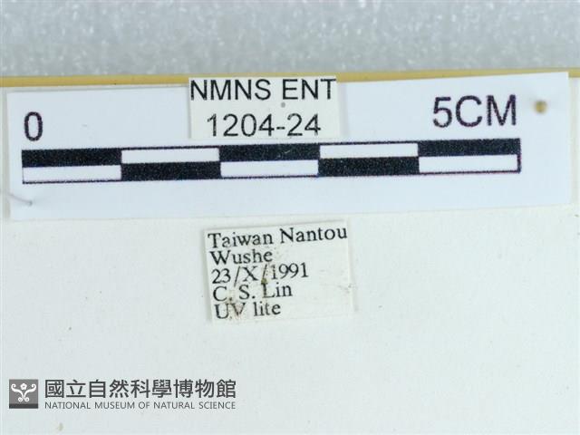 粉蝶燈蛾藏品圖，第3張