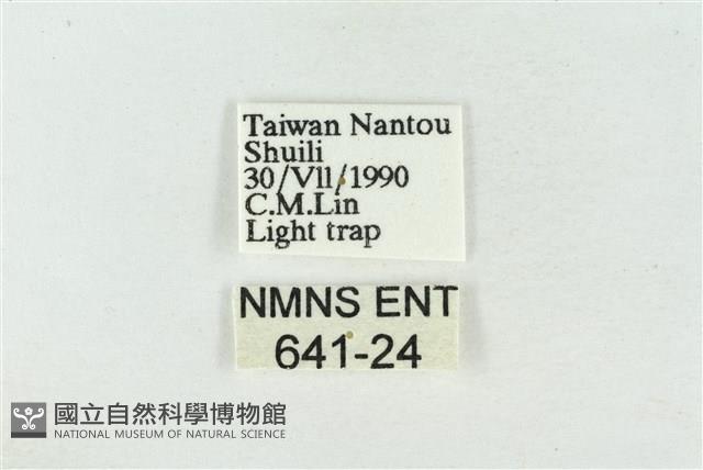 臺洒波紋蛾藏品圖，第3張