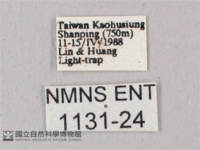 粗斜紋天蛾藏品圖，第3張