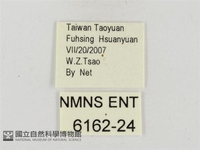 大流星弄蝶藏品圖，第3張