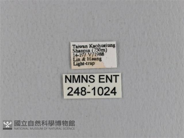 青枯葉蛾藏品圖，第3張