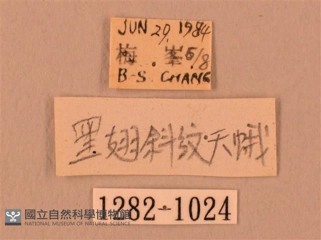 斜線天蛾藏品圖，第3張