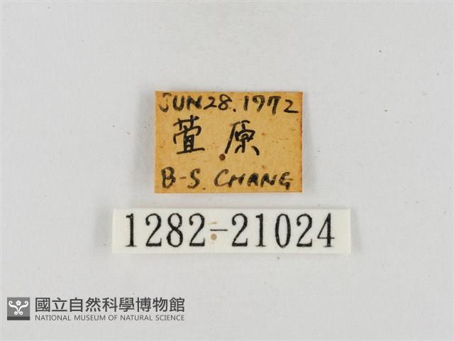 臺灣流星弄蝶藏品圖，第3張