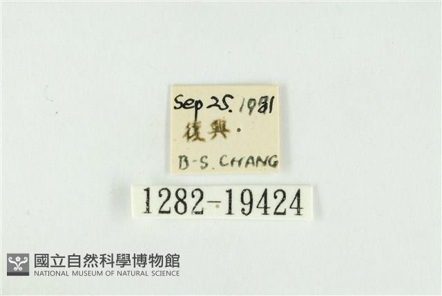 黑翅黃毒蛾藏品圖，第3張