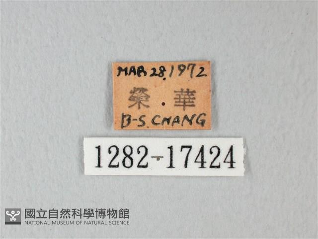 荷氏黃蝶藏品圖，第3張