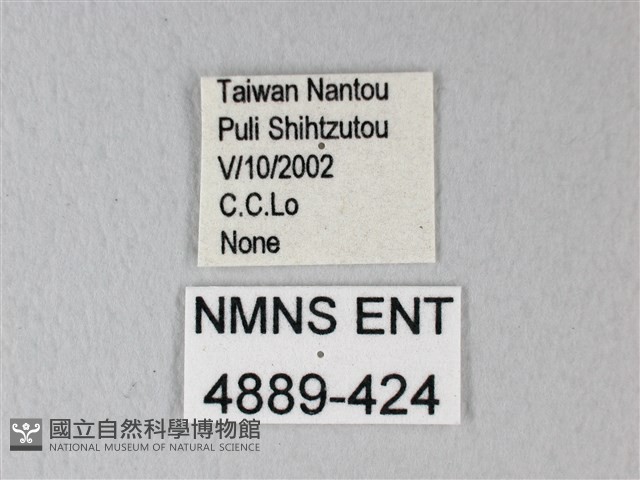 隱錨紋蛾藏品圖，第3張