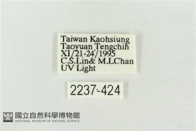 淡紅線波紋蛾藏品圖，第3張