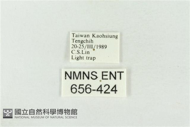 連珠波紋蛾藏品圖，第3張