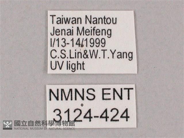 井上氏絨毛天蛾藏品圖，第3張