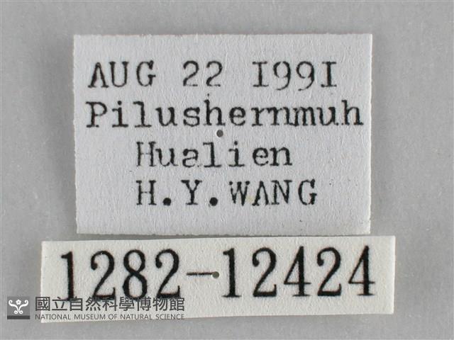 雙峰霜尺蛾藏品圖，第3張