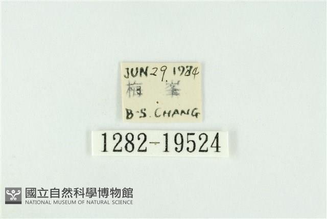 寬紋黃毒蛾藏品圖，第3張