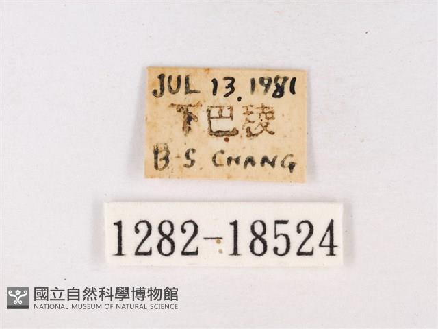 閃灰蝶藏品圖，第3張