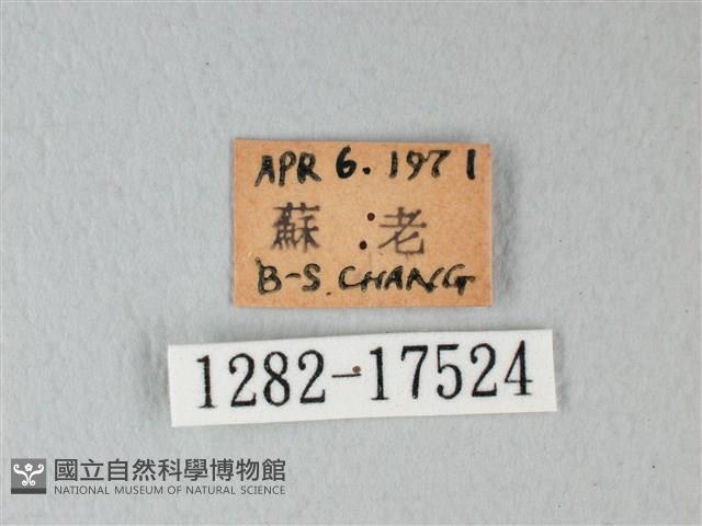 荷氏黃蝶藏品圖，第3張