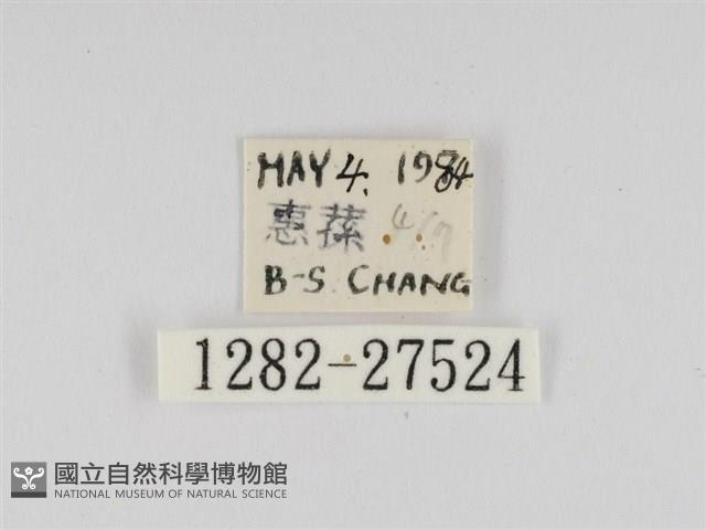 線紋篩蛾藏品圖，第3張