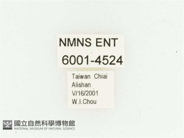 巴蘭陷紋金龜藏品圖，第2張