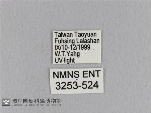 青枯葉蛾藏品圖，第3張