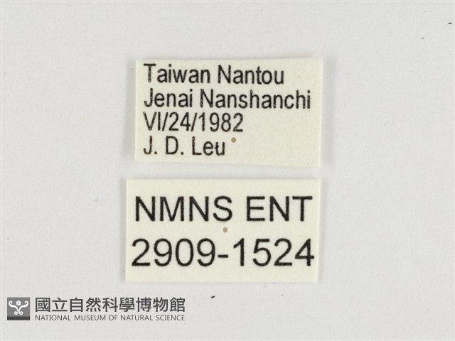 紅玉翠蛺蝶藏品圖，第3張