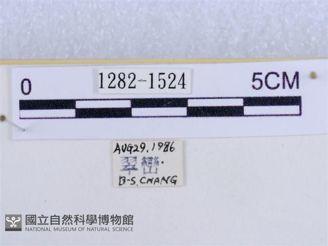 後凸蝶燈蛾藏品圖，第3張