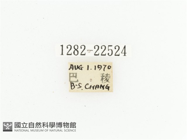 黃斑陷紋金龜藏品圖，第2張