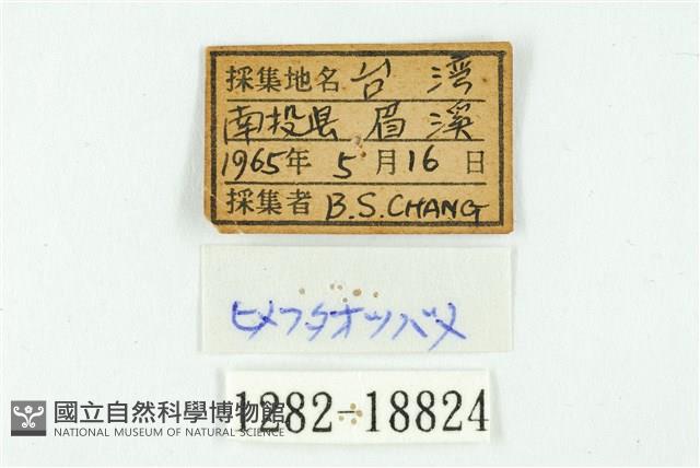蓬萊虎灰蝶藏品圖，第3張