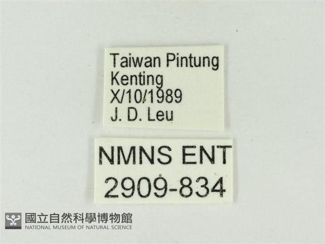 玳灰蝶藏品圖，第3張