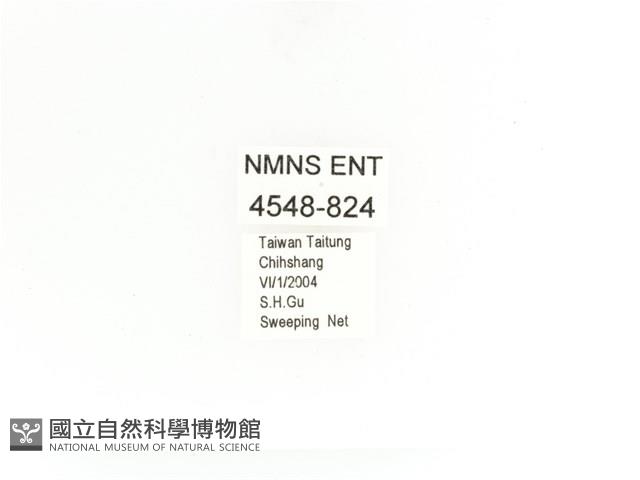 金艷騷金龜藏品圖，第2張