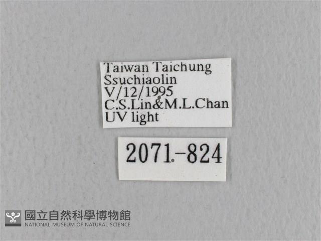 青枯葉蛾藏品圖，第3張