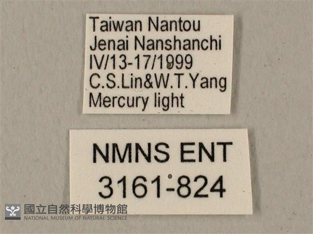 全緣缺角天蛾藏品圖，第3張