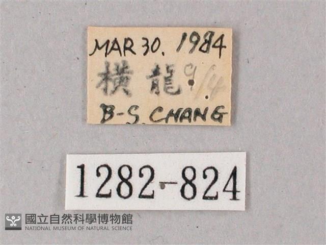 雙斑白肩天蛾藏品圖，第3張