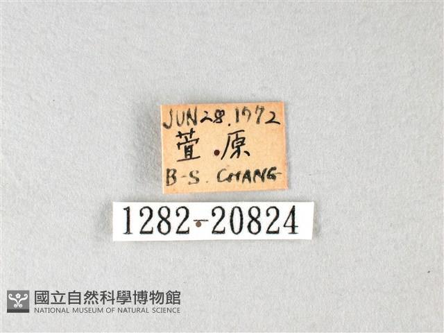 白弄蝶藏品圖，第3張