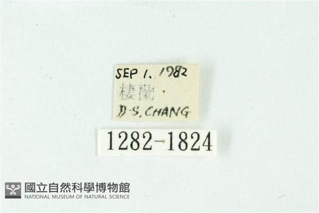 三條橙燈蛾藏品圖，第3張