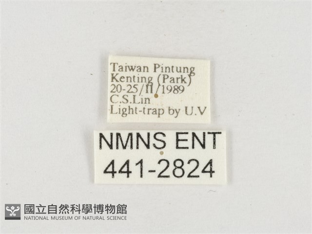 小白紋毒蛾藏品圖，第3張
