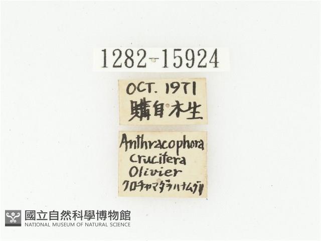 橙斑花金龜藏品圖，第2張