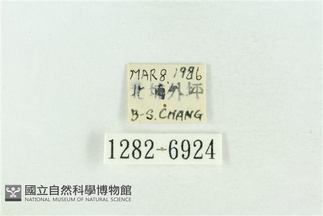 基黑新波紋蛾藏品圖，第3張