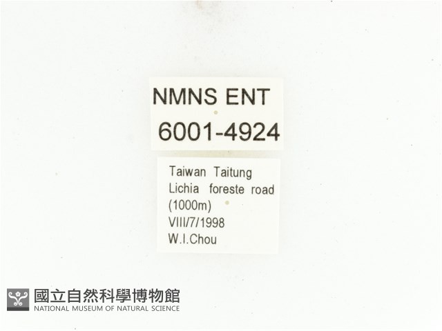 藍艷白點花金龜藏品圖，第2張