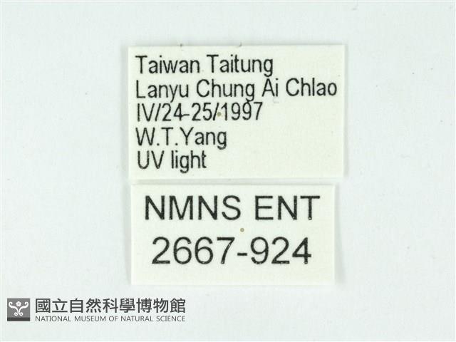 叉紋閃舞蛾藏品圖，第3張