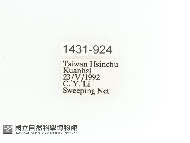 艷金龜藏品圖，第2張