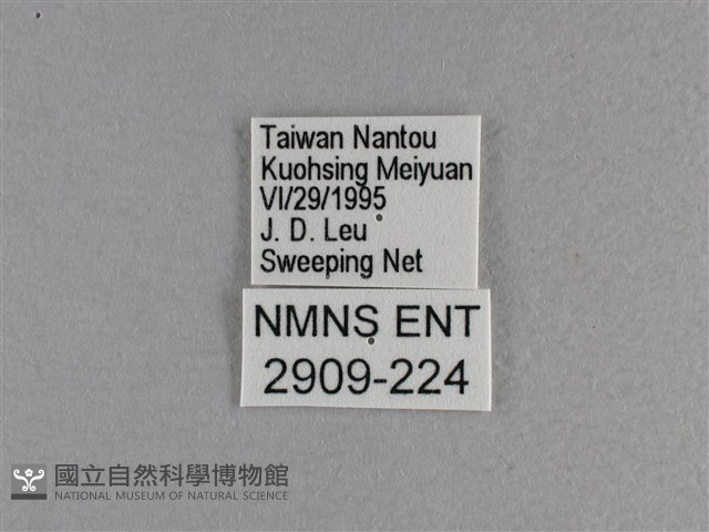 小雙尾蛺蝶藏品圖，第3張