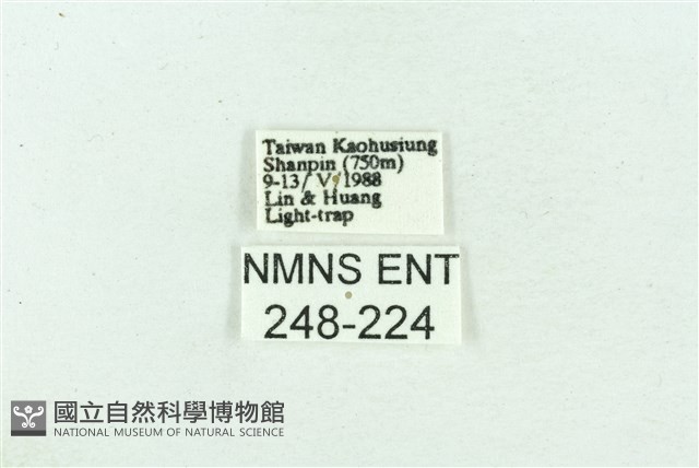 菊池污燈蛾藏品圖，第3張